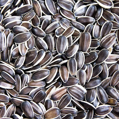 Supravit Sonnenblumenkerne I 2,5kg Beutel Vogelfutter I energiereiches Wildvogelfutter als Streufutter für das ganze Jahr