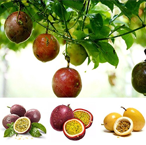 Keptei Samenhaus- 20 Korn Maracuja Passionsfrucht Samen (Passiflora edulis) Obstpflanze Granadilla Seed mehrjaehrig schmeckt gut (Gelb)