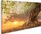 islandburner Bild auf Leinwand Wunderschöner Alter Baum Sonnenuntergang - Leinwand Bilder in verschiedenen Formaten für Wohnzimmer, Schlafzimmer oder Küche - Leinwandbilder, Wandbilder, Wand-Bilder
