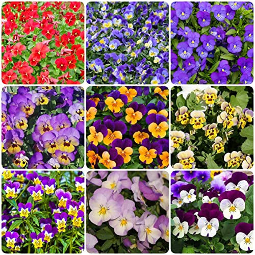 Semillas Pensamientos Enano,Viola Tricolor, Variados Para Jardinería - Viola Tricolor - Variedad De Fpensamientos Flores Naturales Para Plantar En El Jardín, Pensamientos Semillas - 50 piezas