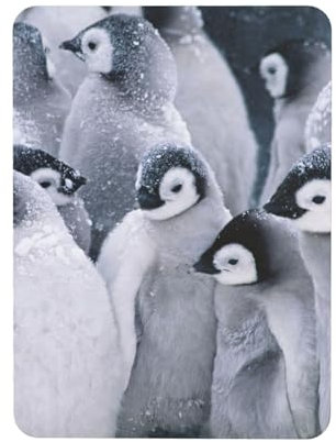 Pinguin im Schnee, Rechteckiger magnetischer Kühlschrankaufkleber, weichmagnetische Kühlschrankmagnete, Möbeldekoration, 1 Stück