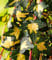 BALDUR Garten Gold Efeu Hedera 'Goldheart',1 Pflanze, auch als Bodendecker geeignet, klettert 3 4 Meter hoch, pflegeleicht, winterhart, mehrjährig, ideal für Rankgitter, Zaun & Kübel
