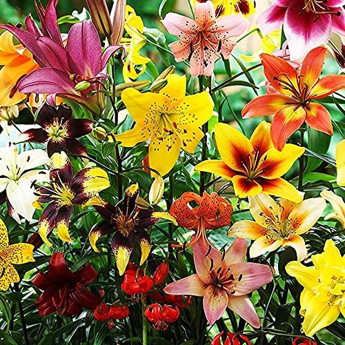 COOTO Garden 25x Lilien zwiebeln mix Blumen zwiebeln für den garten Lilienzwiebeln Dekorative pflanzen Blume gartenpflanze