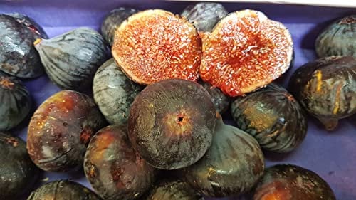 Ficus carica 'Violette de Solliès' / Figuier 'Violette de Solliès' / Conteneur de 3 à 4 litres/Fruitier