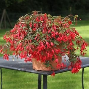 15 Begonia Seeds The Begonia Bossa Nova Red Trailing Begonia Seed pellets: Only Seeds