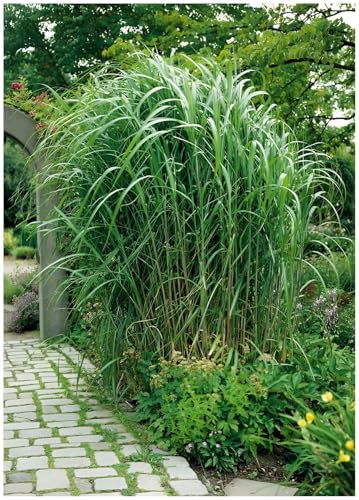 Stauden Gänge 3 x Miscanthus x giganteus Riesenchinaschilf/Elefantengras | Hohes Ziergras für Sonne, Blüte September bis Oktober, mehrjährig, 1 L Topf (11x11 cm)