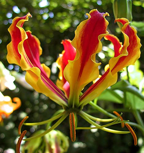Bulbos de Flores (2 X Bandera española - Gloriosa ROTHSCHILDIANA)