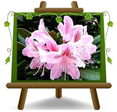 EURO PLANTS VIVAI Rhododendron Rosa Cosmopolitan Zierpflanze auf Topf 22cm Krone 45~55cm