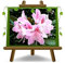 EURO PLANTS VIVAI Rhododendron Rosa Cosmopolitan Zierpflanze auf Topf 22cm Krone 45~55cm