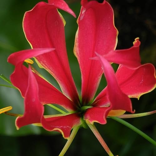 Glory Lily 'Gloriosa rothschildiana' Seeds - 10 Seeds for Indoor or Outdoor Tropical Flower Houseplant