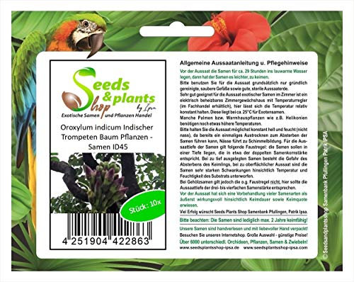 Stk - 10x Oroxylum indicum Indischer Trompeten essbar Baum Pflanzen - Samen ID45 - Seeds & Plants Shop by Ipsa