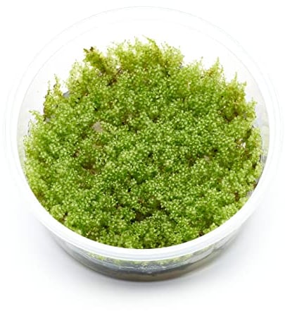 Plagiomnium cf. affine - Perlenmoos in vitro XL - 8,5cm Bechergröße - Aquariummoos Wasserpflanzen für Aquarien