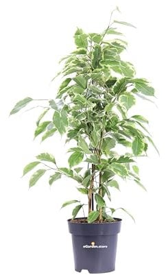 Pianta di Ficus Benjamina Kinky pianta da interno pianta da appartamento pianta di Ficus Variegato pianta ornamentale pianta vera di Ficus venduta da eGarden.store