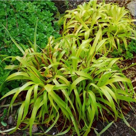 Wald-Hainsimse ' Solar Flair' 20 Samen (Luzula sylvatica)