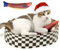 Conlun Kratzbrett Katze, Oval Kratzpappe für Katzen, Katzenbett aus Wellpappe, Lounge-Schale für Katzen zum Spielen und Ruhen, Geburtstag&Feiertage(Kratzbretter&Fisch Spielzeug)