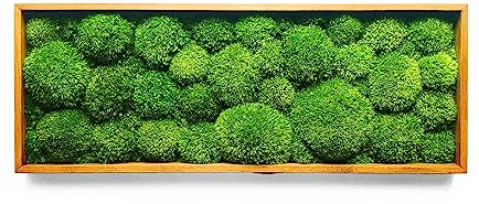 LasDecorias Moosbild Deko Wanddeko Wandbilder Wandbegrünung Pflanzen Wand Moos Pflanzenbild Wandschmuck Moosbilder Lebend Konserviert 50 x 20 cm Kugelmoos Ballenmoos Grün