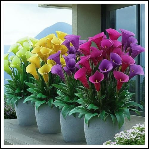 Calla-Lilien-Rhizome/Einzigartige Form/hoher Zierwert/Perfekt als Gartendekoration/Winterhart/(NVNJHJN)-4 Rhizome-A