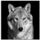 Paul Sinus Art Leinwandbilder | Bilder Leinwand 60x60cm Portrait – Wolf schwarz, weiß