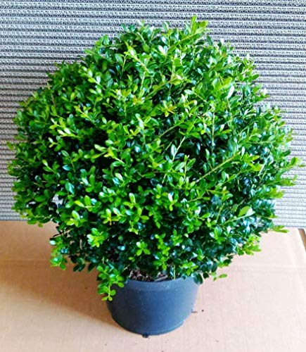 2 Stück Ilex crenata Green Dwarf, Kugel, Durchmesser: 30-35 cm, Alternative Buchsbaum + Dünger