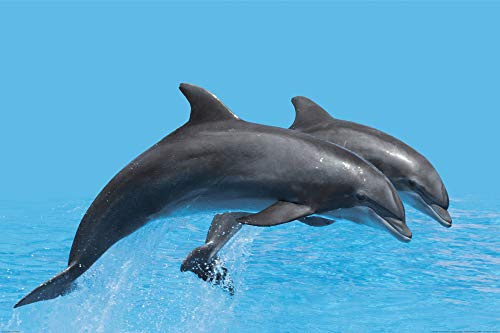 1art1 Delfine XXL Poster Springendes Delfin-Pärchen Plakat | Bild 120x80 cm