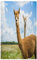 Küchentücher 45x72cm, Tier Lama Alpaka Küche Geschirrtuch 2 Stück Saugfähig Wiederverwendbar Küchentuch Geschirrtücher für Zuhause Gastronomie Bar