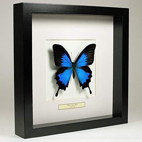 Papilio Ulysses - Blue Emperor - Vrai Papillon de taxidermie monté sous Verre dans Un Cadre Fait Main en Bois Noir
