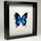 De Museumwinkel.com Papilio Ulysses - Ulysses Schwalbenschwanz - Echter präparierter Schmetterling montiert unter Glas in handgefertigten schwarzen Holzrahmen
