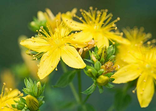 Iperico Hypericum hidcote pianta in vaso 2 litri Vivaio di Castelletto