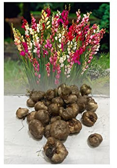 50 Miniature Mixed Ixia (Corn Lily) Bulbs Dwarf Mixed Ideal for Rockeries, Pots & Borders. Garden Perennial : - by GARTHWAITE NURSERIES® : - UK Stockists