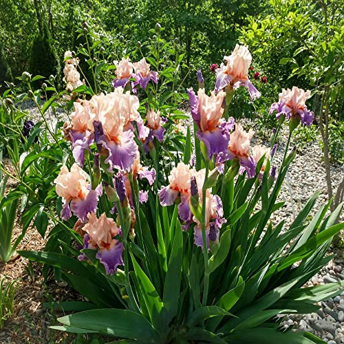 8 bulbos de iris de gladiolo rosa iris,plantas resistentes perennes de Iris Garden para tinas,plantas de interior,plantas raras,bulbos de plantas de