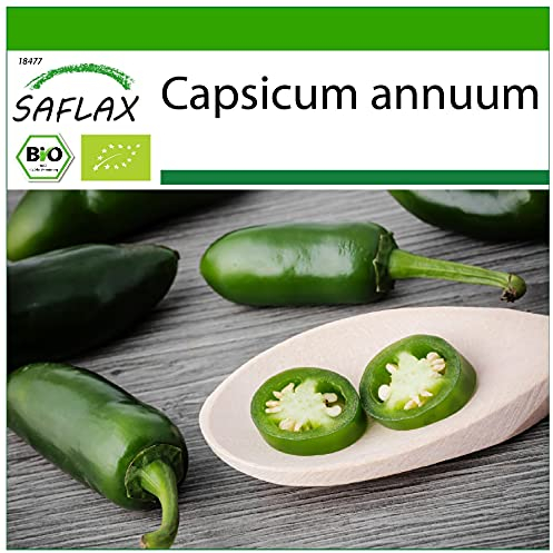 SAFLAX - BIO - Peperoncino - Early Jalapeno - 20 semi - Capsicum annuum