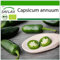 SAFLAX - BIO - Peperoncino - Early Jalapeno - 20 semi - Capsicum annuum