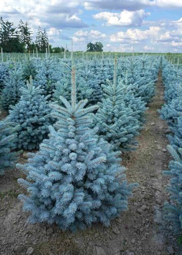Abete Blu, Pino Argentato Picea Pungens Super Blue Seedling, Pianta in Vaso ø13 cm, Albero di Natale, Vivaio di Castelletto
