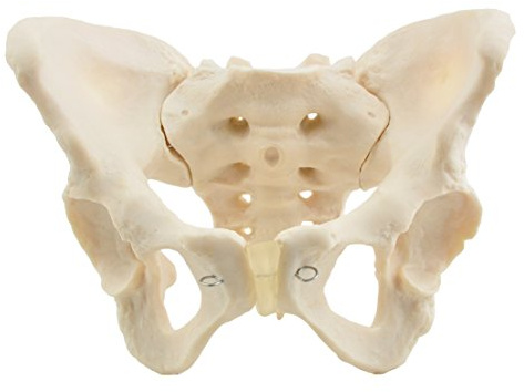 HeineScientific Weibliches knöchernes Beckenmodell
