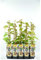 Kiwi 'Hayward' Pflanze 60-70 cm – Actinidia deliciosa – weiblich, winterhart, selbstfruchtbar mit männlicher Pflanze, süße große Früchte – ideal für Garten & Terrasse