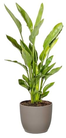 Bonplants Strelitzia Reginae Uccello del Paradiso, Pianta Vera Decorativa, Vaso 24 cm, h 90 cm (Vaso Tortora)