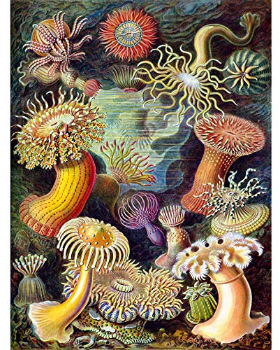Wee Blue Coo Haeckel Anemone Sea Life Unframed Art Print Poster Wall Decor 12x16 inch Leben Wand Deko