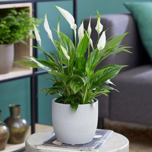 Carbeth Plants Spathiphyllum Peace Lily Indoor Plant in 9cm Pot – Air Purifying Houseplant for Home or Office – Low Maintenance – 2 Live Plant