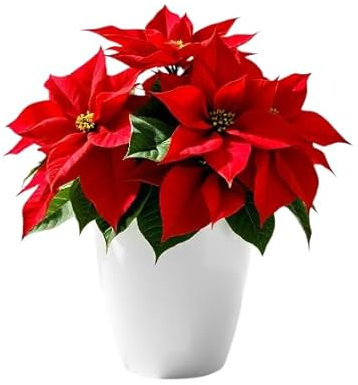 SMPLY. | Flor de Pascua Poinsettia |Planta Natural de Navidad Euphorbia pulcherrima | Ideal para el Hogar o para Regalar |Maceta Ø14 cm, 25-35 cm Alto