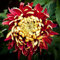 100 Pz Rare Bicolor Rosso Giallo Crisantemo Fiore Semi di Piante Morifolium per Piantare Giardino