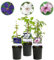 GreenboutiQ - Kletterpflanze - Clematis Tricolour - Blüte Rosa Weiß Lila - Wenig Pflege - 3 Pflanzen - Topf 11cm Höhe 40cm