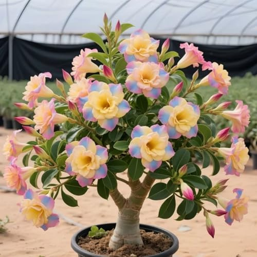 Rhizomes de rose du désert vivace pour les bijoux de terrasse et l'érection du jardin Rose du désert - Facile à entretenir - 3Rhizome-E