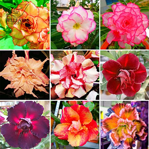 Nuovo Adenium misti 9 Tipi doppie petali colorati Bonsai Desert Rose Semi, 10+ pz