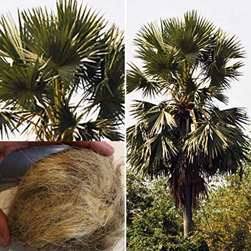 Seltene Palmyrapalme -Borassus flabellifer- 1 Riesen Samen -Rarität-