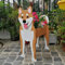 Vaso Di Fiori Per Cani Più Razze Di Cani Da Giardino Vasi Di Fiori In PVC Fai Da Te Vaso Per Piante Da Interno E Da Esterno Decor (Color : Shiba Inu, Size : 34 * 24cm)