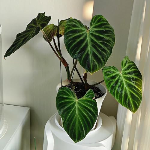 85 piezas semillas de plantas de filodendro - plantas decorativas, plantas trepadoras con flores, resistentes semillas, semillas resistentes semillas, plantas perennes resistentes