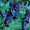 Weinreben-Rhizome – Winterharte & kernlose Tafeltrauben – Süße, pflegeleichte Reben für Garten & Kübel-2 Weinreben pflanzen-I