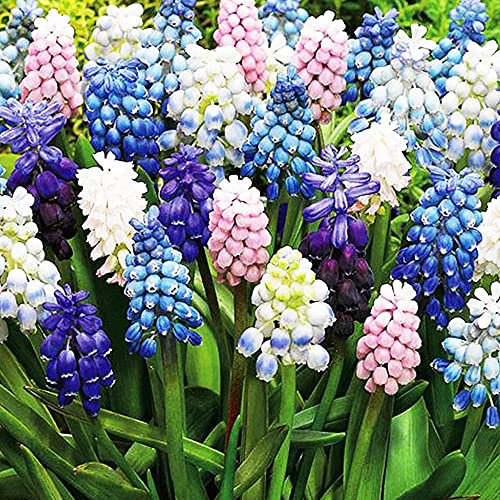COOTO Garden 50x Traubenhyazinthe zwiebeln Muscari zwiebeln mischung Frühlingsblumenzwiebel Gartenzwiebeln