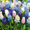 COOTO Garden 50x Traubenhyazinthe zwiebeln Muscari zwiebeln mischung Frühlingsblumenzwiebel Gartenzwiebeln