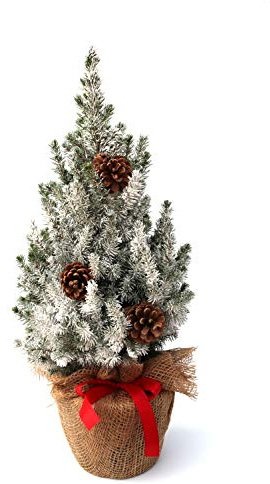 Zuckerhutfichte Picea glauca Conica 40-50 cm Topf winterhart geschmückt | Festlich dekoriert mit Jute-Schleife, Kunstschnee und 3 Zapfen, immergruen, pflegeleicht, ideal als Außendekoration